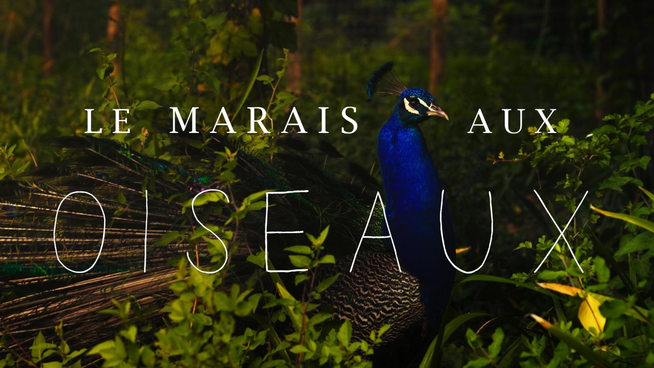 Le Marais aux oiseaux